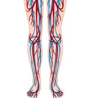 Bacaklardaki damar ve arterlerin yeri