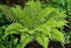 varisli damarların tedavisi için kompresler